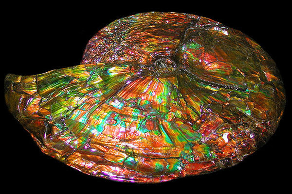 Close-up of an opalized ammonite fossil with vibrant rainbow colors on a black background.