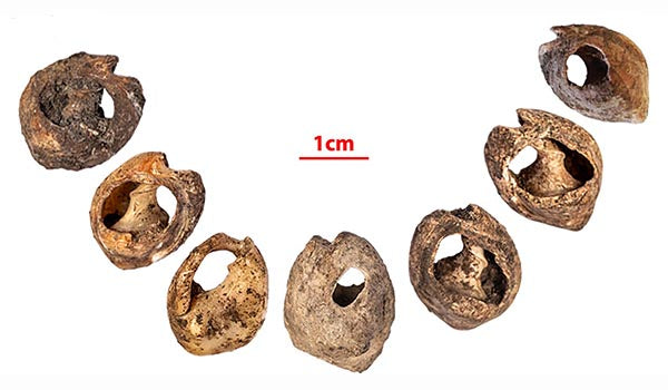 Seven ancient seashells with holes, displayed in a curved arrangement, showing the measurement of 1cm.