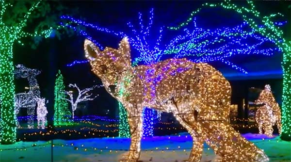 Christmas light display featuring a large illuminated fox and colorful trees with vibrant blue and green lights.