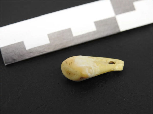 Prehistoric bone artifact with a small hole, showing wear, and placed next to a measurement scale for reference.