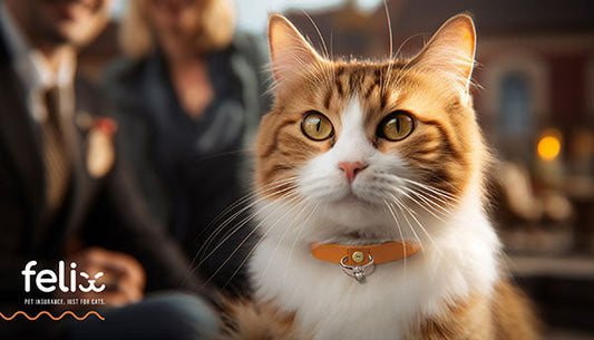 Close-up of a fluffy cat wearing an orange collar, with a blurred background of a couple, featuring the Felix pet insurance logo.