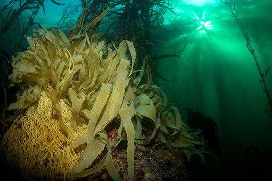 Underwater view of kelp forest with sun rays filtering through the water. The image captures the vibrant yellow kelp surrounded by clear blue water, creating a peaceful and natural underwater environment.