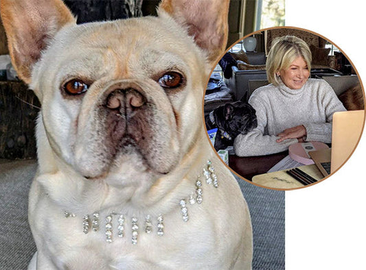 Close-up of a French Bulldog wearing a sparkling necklace, with Martha Stewart seen in the background sitting at a desk with her dogs, working on a laptop.