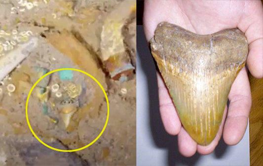 Prehistoric shark tooth fossil found in excavation, with a close-up view of the tooth being held in hand, highlighting its size and detailed structure.