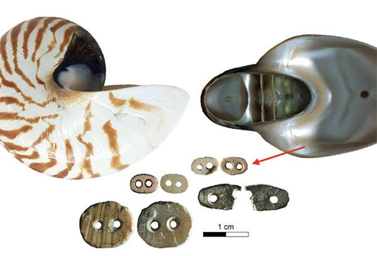 Close-up of a nautilus shell and interior view, with ancient shell and bone beads with drilled holes for archaeological study.