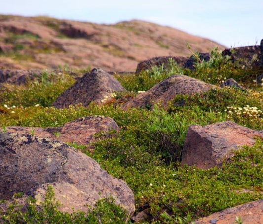 Diamond-and-Gold Flecked Rocks in Canada's Far North May Signal Huge Riches