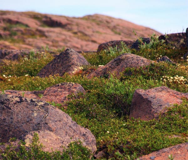 Rocky terrain with scattered boulders surrounded by lush green plants and vegetation under a clear sky.