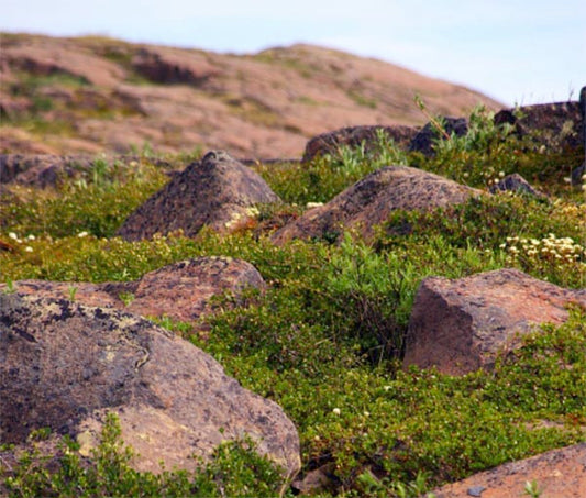 Rocky terrain with scattered boulders surrounded by lush green plants and vegetation under a clear sky.