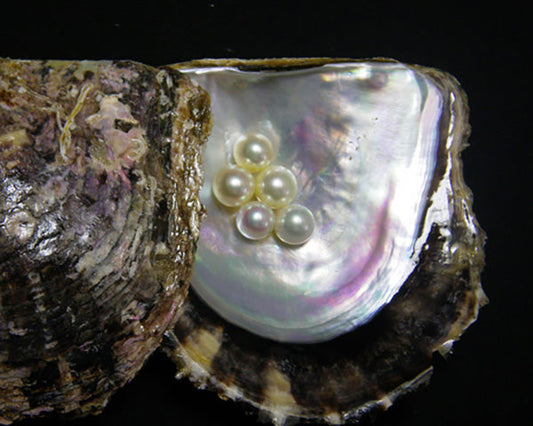 Open oyster shell with six lustrous white pearls inside, displaying the iridescent inner surface of the shell.