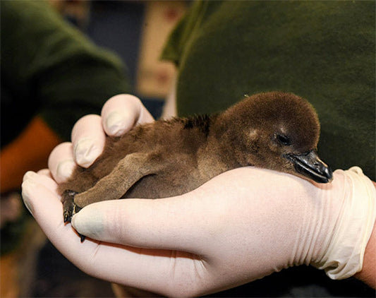 A person wearing gloves gently holding a baby penguin chick in their hands.
