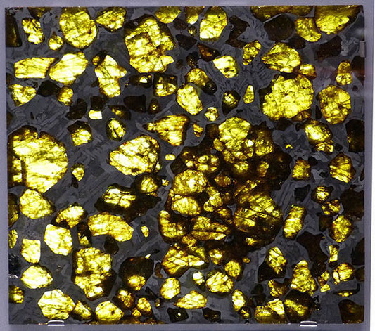 Close-up of a meteorite slice showing fragments of yellow and brown crystals against a dark matrix, highlighting the unique texture and composition of the space rock.