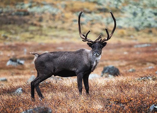 Close-up of a reindeer standing on a grassy landscape, showcasing its large antlers. The animal is set against a natural, earthy backdrop with rocks and vegetation, emphasizing its wild habitat.