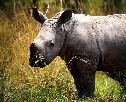 A young rhinoceros standing in tall grass, captured in a natural wildlife setting with its ears perked up and a calm expression.