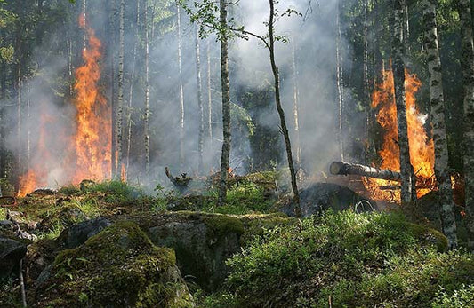 Forest fire burning through trees with smoke rising and flames visible among the trees in a natural woodland environment.